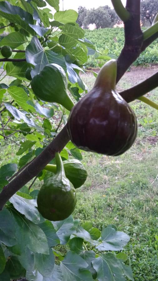 卡米诺德尔阿连特茹农家乐 La Codosera 外观 照片
